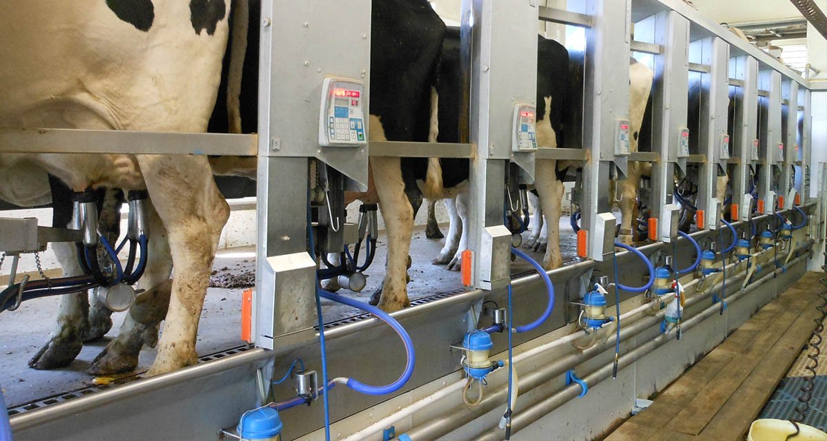 DZ-5 MILKING EQUIPMENT CLEANING (ACIDIC)